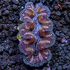 Crocea Clam, Multicolored (Aquacultured)